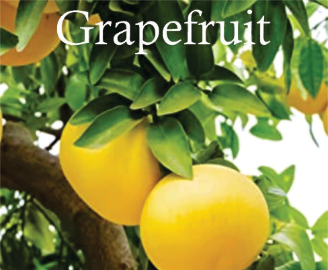 Sapphire's Choice Eternal Oud | Eau de Parfum Unisexe 100 ml | Parfum Vanille, Oud et Ambre | Pour Homme et Femme | Inspiré par Arabian Oud