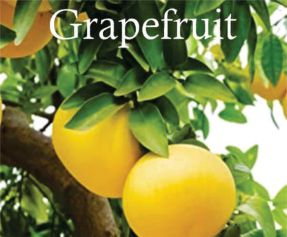 Sapphire's Choice Eternal Oud | Eau de Parfum Unisexe 100 ml | Parfum Vanille, Oud et Ambre | Pour Homme et Femme | Inspiré par Arabian Oud